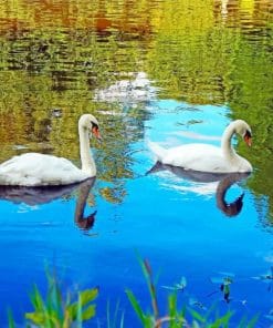 Swan Birds In Lake Paint By Numbers