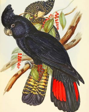 Red Tailed Black Cockatoo paint by numbers