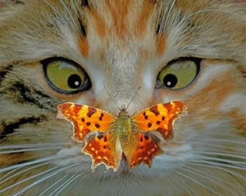 Cat And Butterfly  paint by numbers