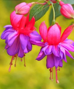fuchsia flower paint by number