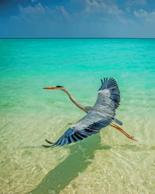 Crane In Maldives Beach paint by number