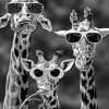 Giraffes With Sunglasses paint by numbers