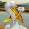 Aesthetic White Pelican paint by numbers
