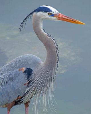 blue heron paint by number