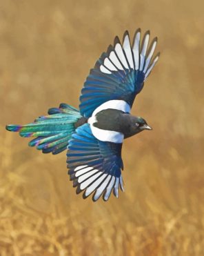 magpie Bird paint numbers