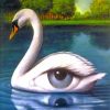 swan-eye-paint-by-numbers