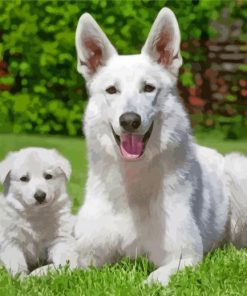 White-German-Shepherd-Puppy-paint-by-numbers