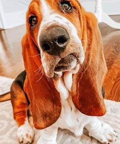 cute-bloodhound-paint-by-number
