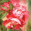 peony-and-butterfly-paint-by-number
