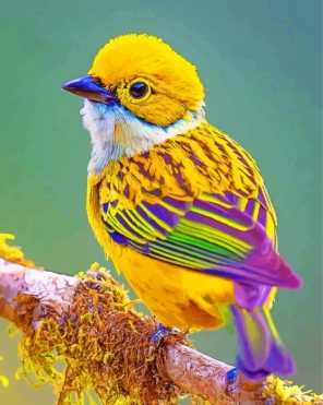 Silver Throated Tanager Bird Paint by numbers