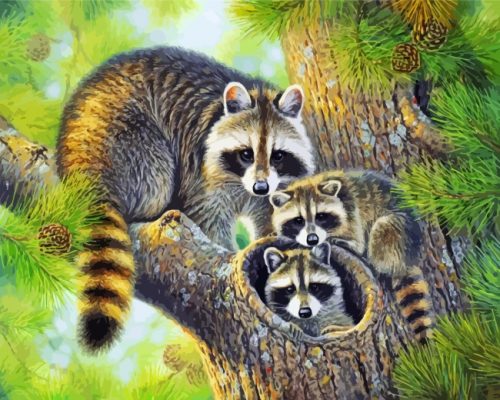 Raccoon Family Paint by numbers