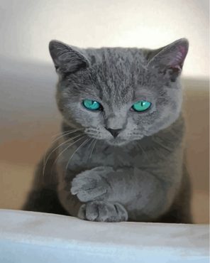 Russian-Blue-cat-paint-by-numbers
