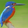 blue-kingfisher-bird-paint-by-numbers