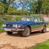 cool-triumph-stag-paint-by-numbers