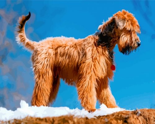 golden-wheaten-terrier-paint-by-numbers