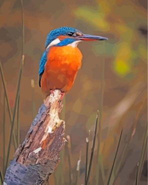 kingfisher-bird-paint-by-numbers