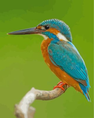 kingfisher paint by numbers