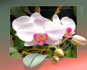 orchid-flowers-paint-by-numbers