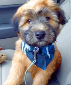 soft-coated-wheaten-terrier-paint-by-numbers