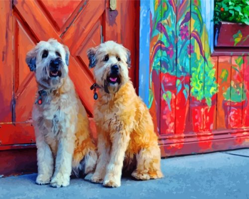 soft-wheaten-terriers-paint-by-numbers