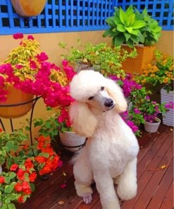 white-poodle-paint-by-numbers