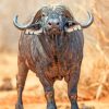 African-buffalo-paint-by-numbers