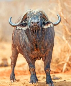 African-buffalo-paint-by-numbers
