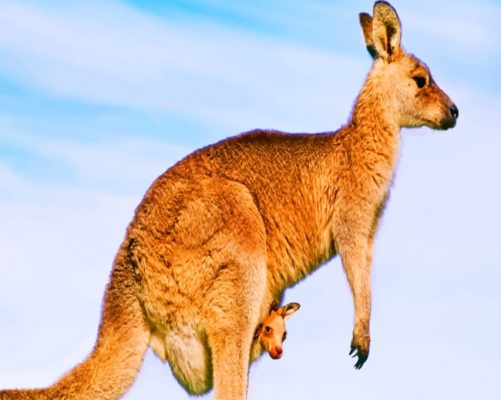 Australian Kangaroo Species 