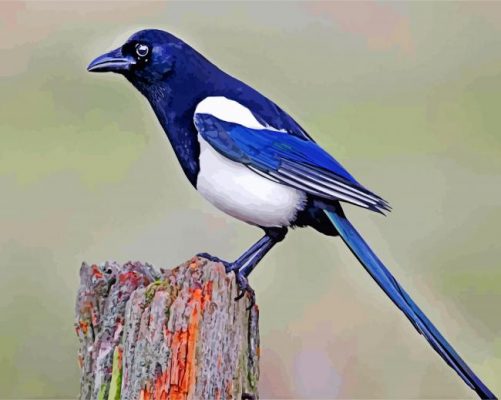 Australian Magpie Paint by numbers