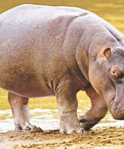 Black-Hippopotamus-Animal-paint-by-numbers