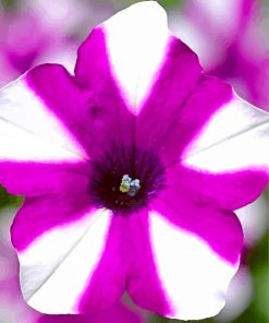 Blooming Petunia Paint by numbers