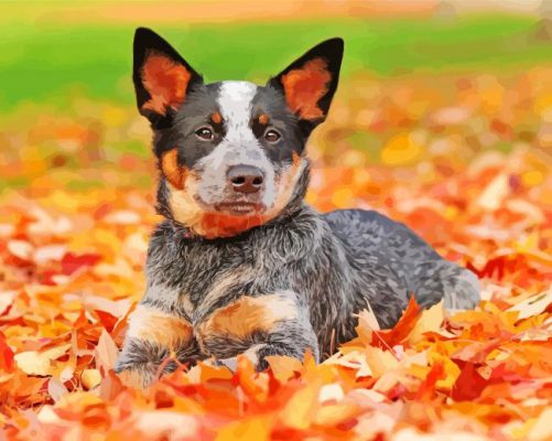 Blue-heeler-paint-by-numbers