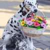Dalmatian Dog With Flowers Basket Paint By Numbers