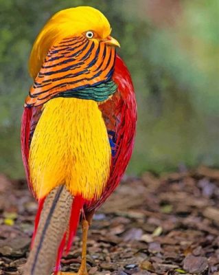 Golden Pheasant Bird Paint by numbers