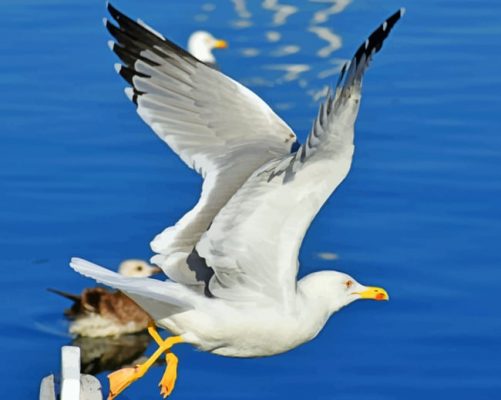 Gull-Flight-Bird-paint-by-numbers