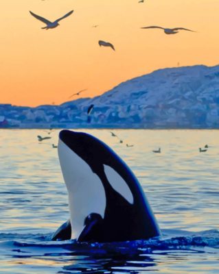 Killer Whale In The Ocean Paint by numbers