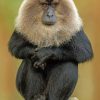 Lion-tailed-macaque-paint-by-numbers