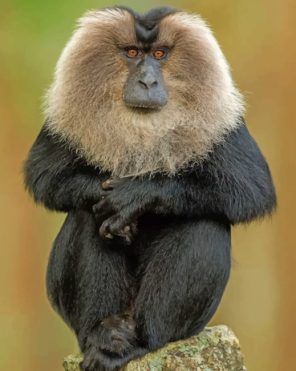 Lion-tailed-macaque-paint-by-numbers