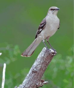 Northern Mockingbird Paint by numbers