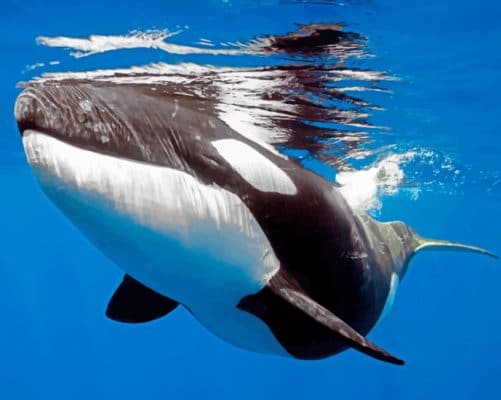 Orca Whale Paint by numbers