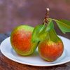 Pears-With-Leaves-Fruits