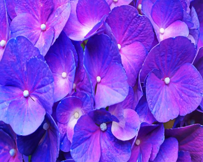 Purple Hydrangea Paint by Numbers - Goodnessfind