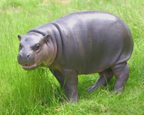 Pygmy-Hippopotamus-Animal-paint-by-number