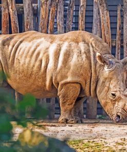 Rhinoceros-In-Zoo-paint-by-number