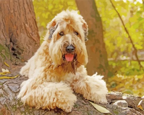 Soft Coated Wheaten Terrier Paint by numbers