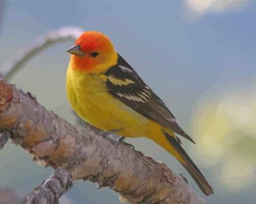 The Western Tanager Bird Paint by numbers