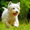 West Highland Terrier paint by numbers