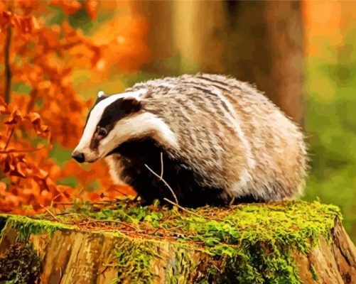 Wild Badger Paint by numbers