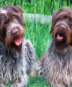 Wirehaired Pointing Griffon Dogs Paint by numbers
