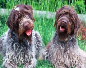 Wirehaired Pointing Griffon Dogs Paint by numbers